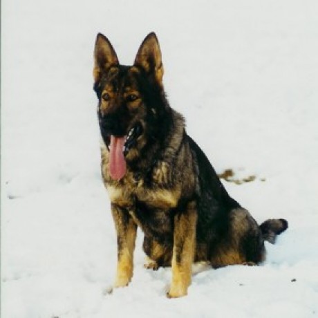 SG Nency z Dalub Bohemia