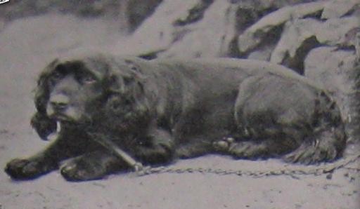 Spurgin's Rover III (Sussex Spaniel)