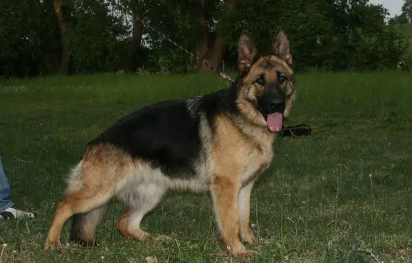 Werona Rykon
