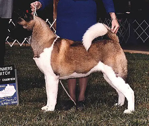 AKC CH Kuroi Kao Revlon's Choice