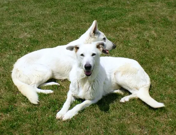 Blizzard's Long Knight