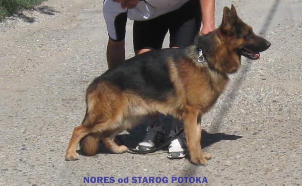 Nores Od Starog Potoka