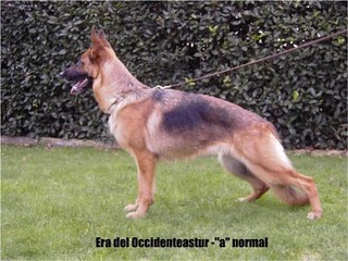 Era del Occidente Astur