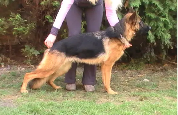 SG Samba von Panoniansee