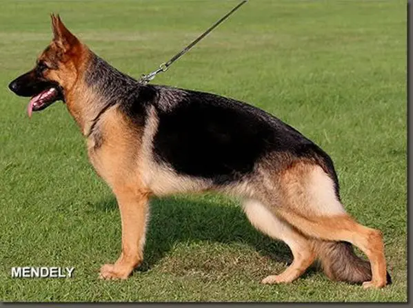 Xin vom Mittenhauser Hof