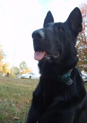 Adora-Bogie Von Shepherd