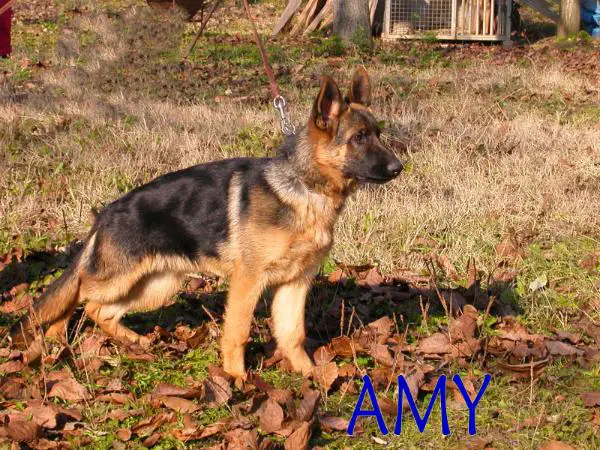 Amy (2007)