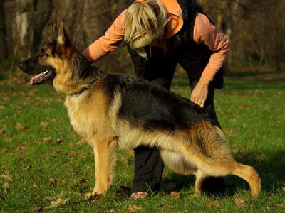 Faerhund Vezuviy