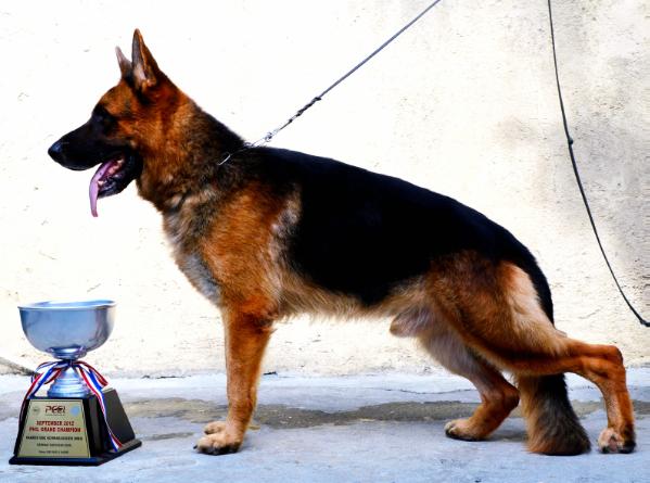 VA-5/ PHIL GR CH Pakros vom schwarzaugen