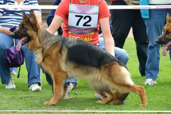 SG 51 BSZS 2011 Esrah von Schwarzaugen