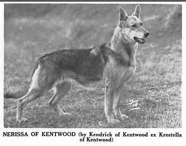 Nerissa of Kentwood