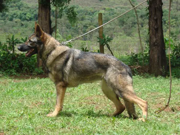 Ápia do Sadonana