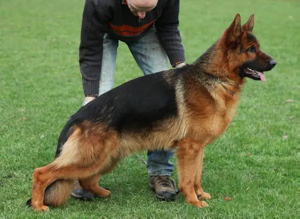 SG 3/SG 75 BSZS Eydir vom Haus Tepferd