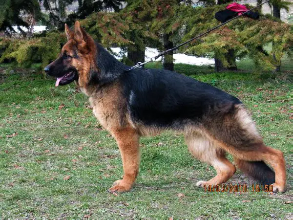 Ursula von Wilde Nachwuchs