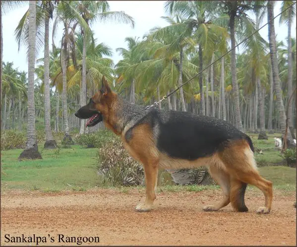 Sankalpa'S RANGOON