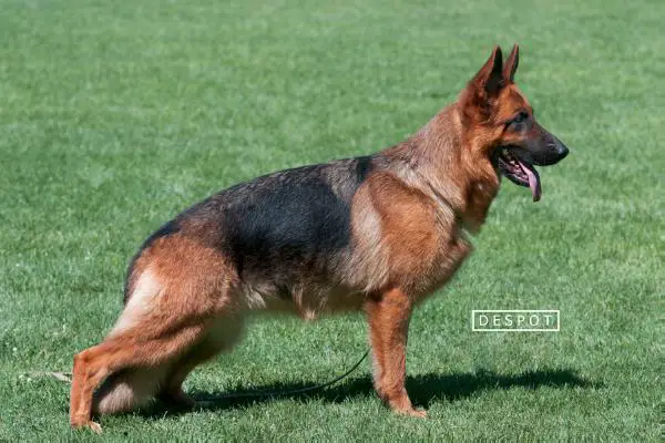 SG Zamba vom Funken Spiel