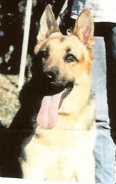 Snowcloud's Chief Shadow