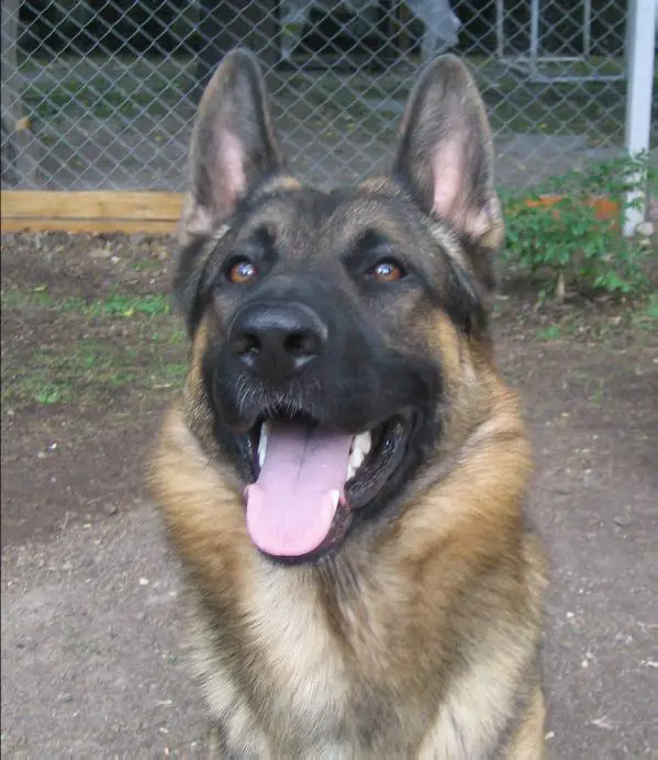 Lobo von der kp