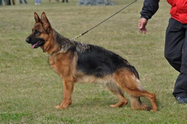 V1 Gerta Nová Jamina