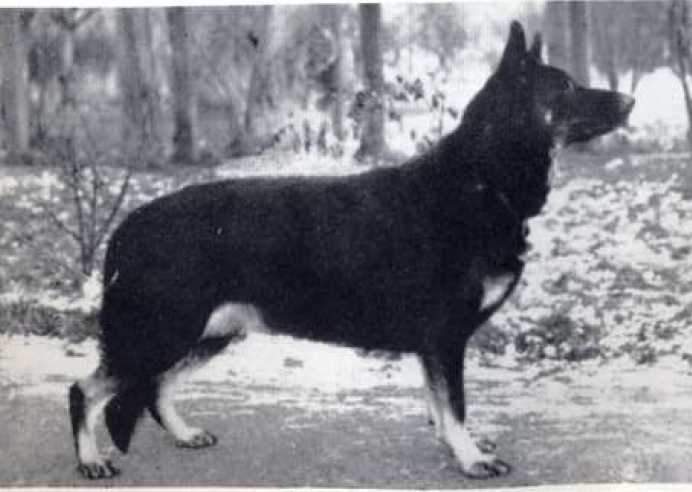 S.A. CH. Makabusi Barilla of Byenroc
