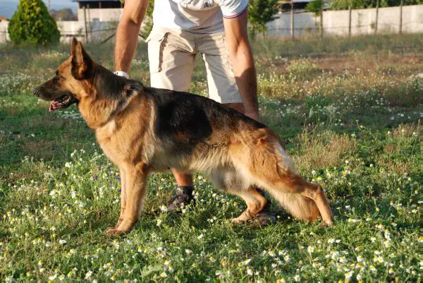 Viola (2007) LOI 07/102936