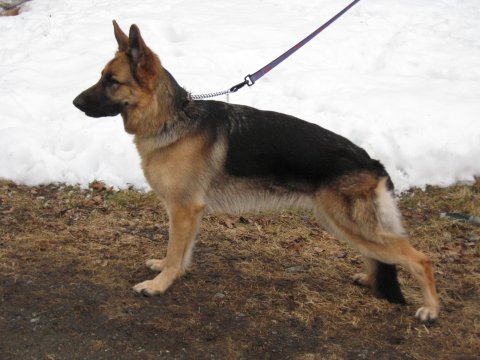 Platinumshepherd Lola