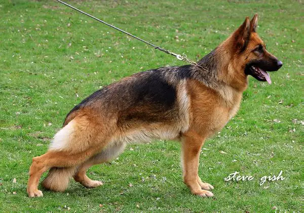 V 1 Ulfi von Winnloh