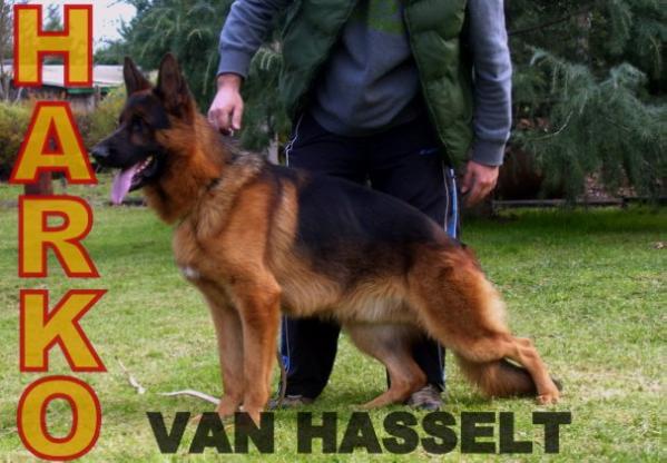 Harko van Hasselt