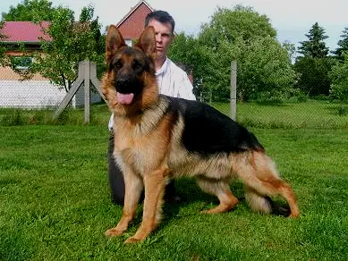 Jango vom Ganzkower Schloß