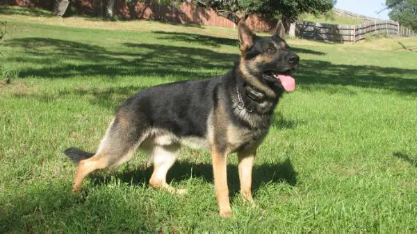 SG Cosmo von Walburga