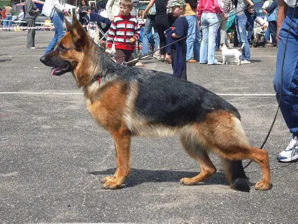 Zyganka s Logoiskogo Trakta