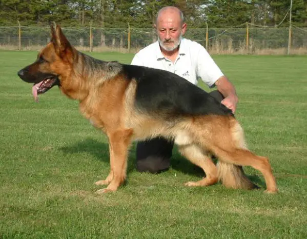 VORZUGLICH/EXELLENT Vito von Holländischen Hof