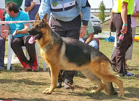 SG 1 Salim vom Haus Christa