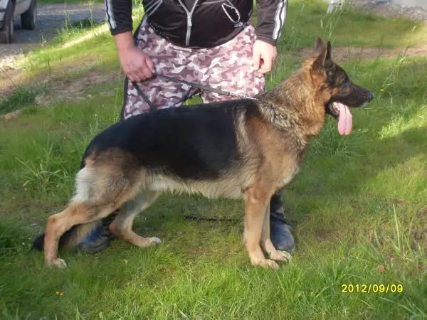 Platinumshepherd Lord