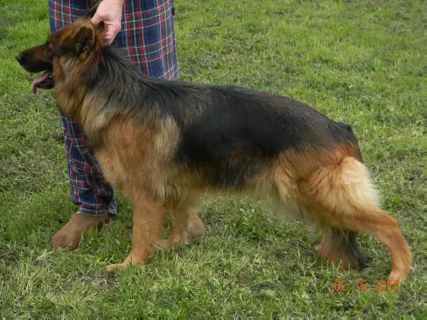 Prada Von Jagenstadt