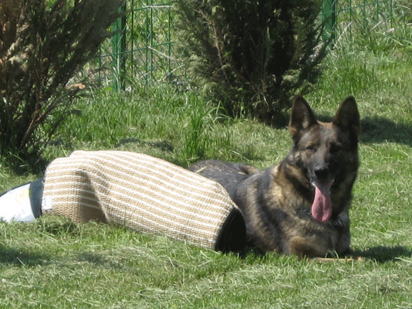 Cedra Venusina Sopka