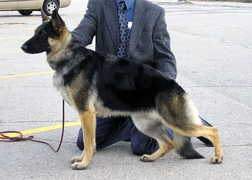 Timberline's Thunderbird