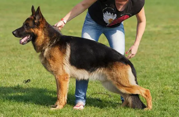 V/CH RUS,RKF,FIN Toksenhof Aurum Pakros