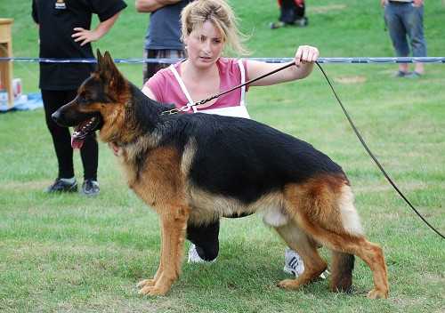 Národní vítěz,CAC,CACIB,Czech Sampion. Hasso Sinensis Bohemia