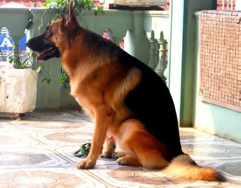 Hector vom LongDalat