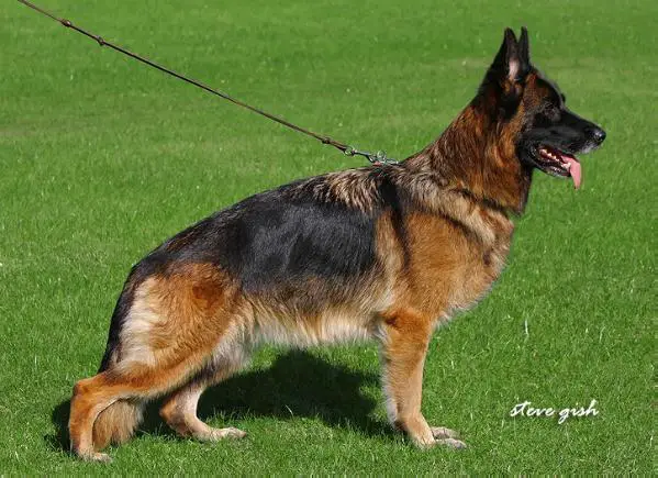 HZS 2012 V 16 Kuma von der Bärenschlucht