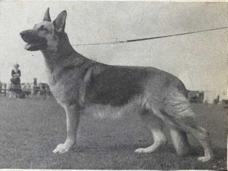 UK.CH. Dora of Eveley