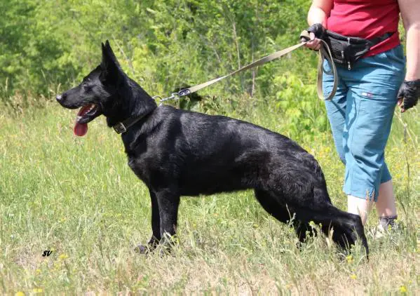 Dexe von der Salztal-Höhe