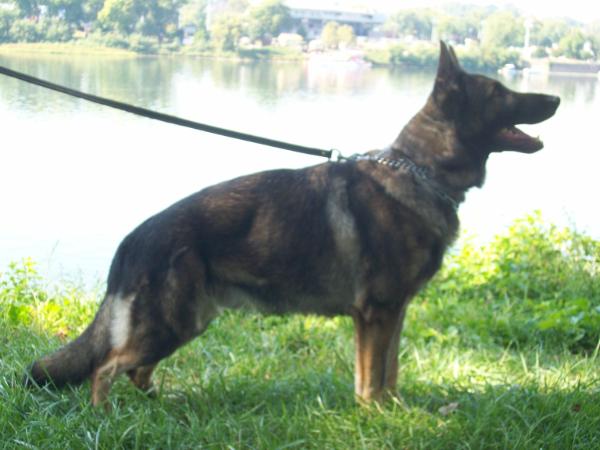 Zibbo vom Salztalblick