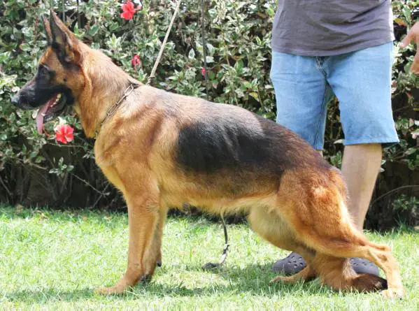 Winnie De Shikala