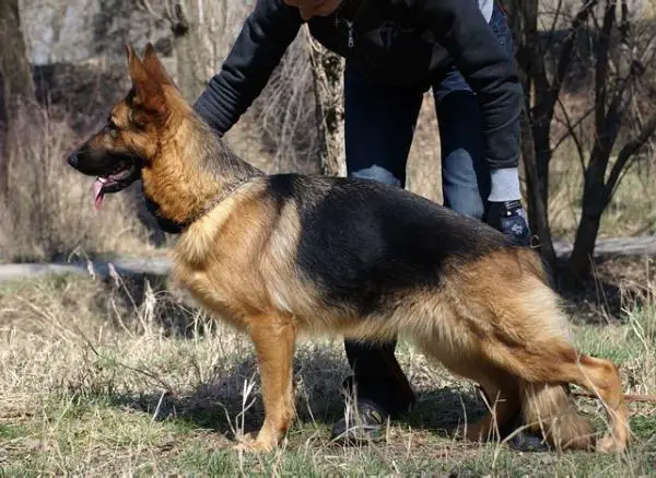 V, 2X CAC,2XR.CAC Gotika Crimsommer Land