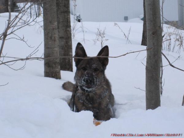 Roots Du Lac William