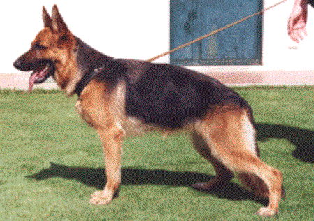 Flora dell' Alto Pino