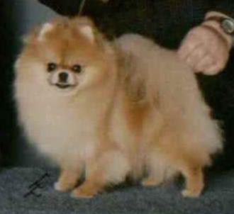 CAN CH Bavanew's Courtney Rose