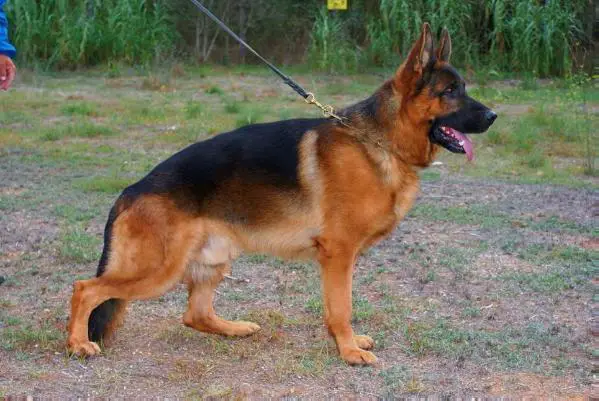 Darko de castelldefels